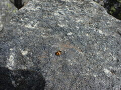 Hippodamia oregonensis