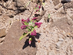 Norvellina chenopodii