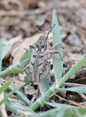 Coniocleonus excoriatus