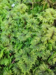 Thuidium tamariscinum