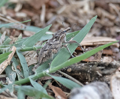 Coniocleonus excoriatus