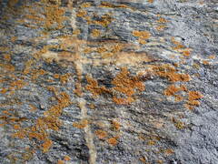 Xanthorioideae
