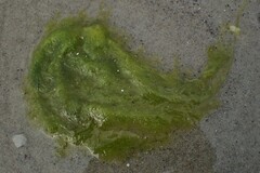 Ulva
