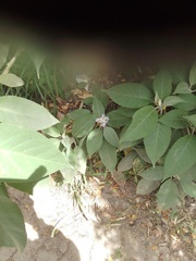 Solanum granulosoleprosum