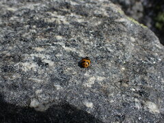 Hippodamia oregonensis