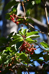 Arbutus andrachne