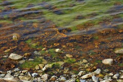 Fucus vesiculosus