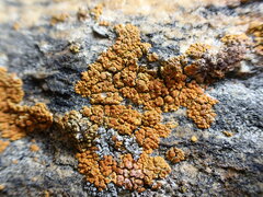 Xanthorioideae