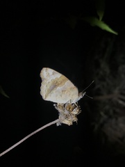 Junonia oenone oenone