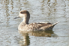 Marmaronetta angustirostris