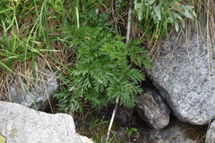 Pulsatilla