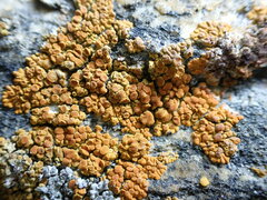 Xanthorioideae
