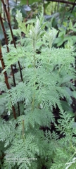 Artemisia afra