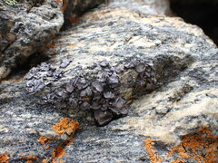 Umbilicaria