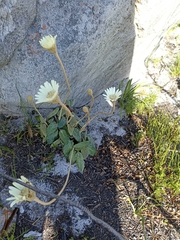 Gerbera tomentosa