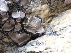 Umbilicaria