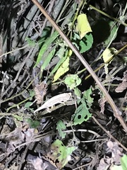 Rieppeleon kerstenii