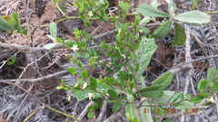Cryptolepis delagoensis