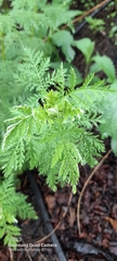 Artemisia afra