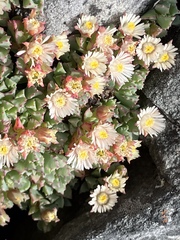 Oscularia deltoides