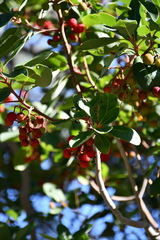 Arbutus andrachne