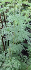 Artemisia afra