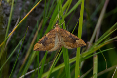 Eulithis populata