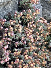 Oscularia deltoides
