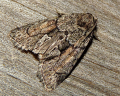 Cryphia fraudatricula