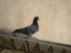 Columba livia domestica