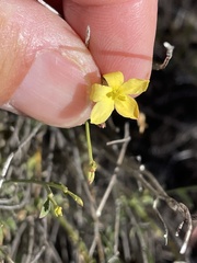 Menodora scabra glabrescens