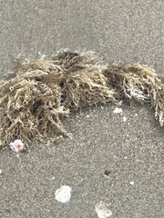 Amathia verticillata