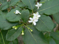 Ovieda calcicola