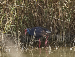 Porphyrio porphyrio