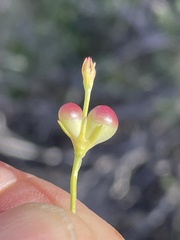 Menodora scabra glabrescens