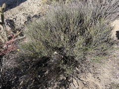 Menodora scabra glabrescens