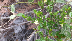Cryptolepis delagoensis