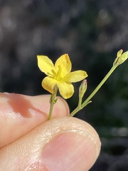 Menodora scabra glabrescens