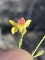 Menodora scabra glabrescens
