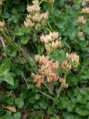 Leptarrhena pyrolifolia