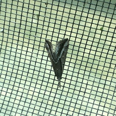 Ophiuche fufialis