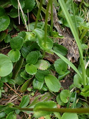 Leptarrhena pyrolifolia