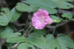Ipomoea peteri