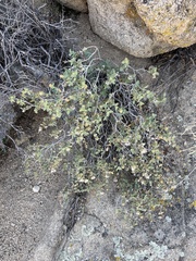 Brickellia atractyloides