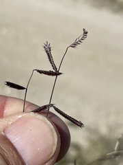 Bouteloua barbata barbata