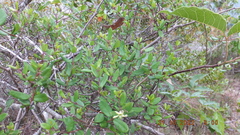 Cryptolepis delagoensis
