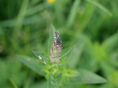Coelioxys aurolimbatus