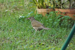 Turdus leucomelas