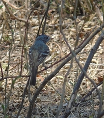 Anairetes flavirostris