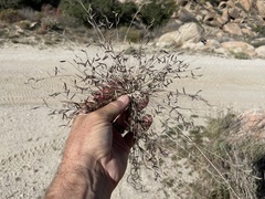 Bouteloua barbata barbata